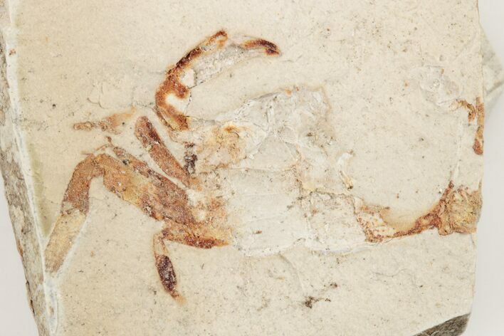 Miocene Pea Crab (Pinnixa) Fossil - California #205078
